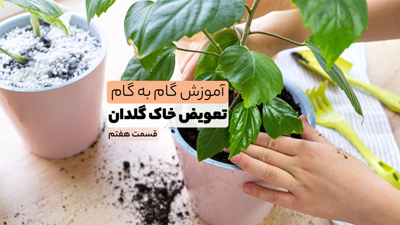 آموزش تعویض گلدان‌های خانگی قسمت هفتم (نحوه قراردادن ریشه درخاک گلدان)