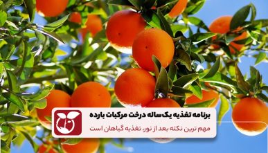 برنامه تغذیه یکساله درخت مرکبات بارده