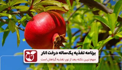 برنامه تغذیه یکساله درخت انار