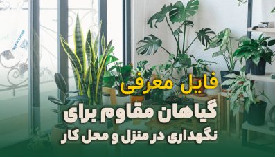 90 گیاهان مقاوم برای نگهداری در منزل و محل کار
