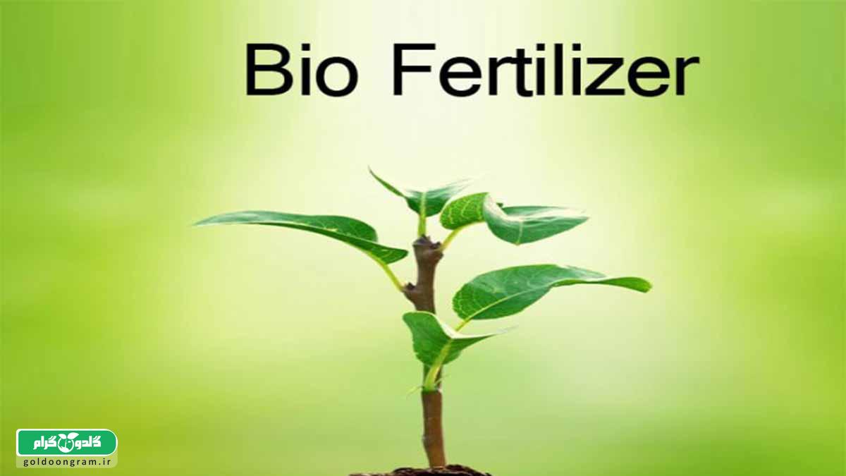 کودهای زیستی و باکتری‌های مفید خاک +3 نکته مهم