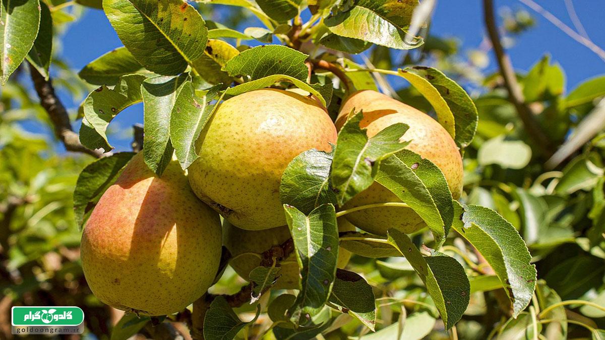 ۱۰ نکته مهم درباره فاصله کاشت درختان میوه | راهنمای کامل باغداران
