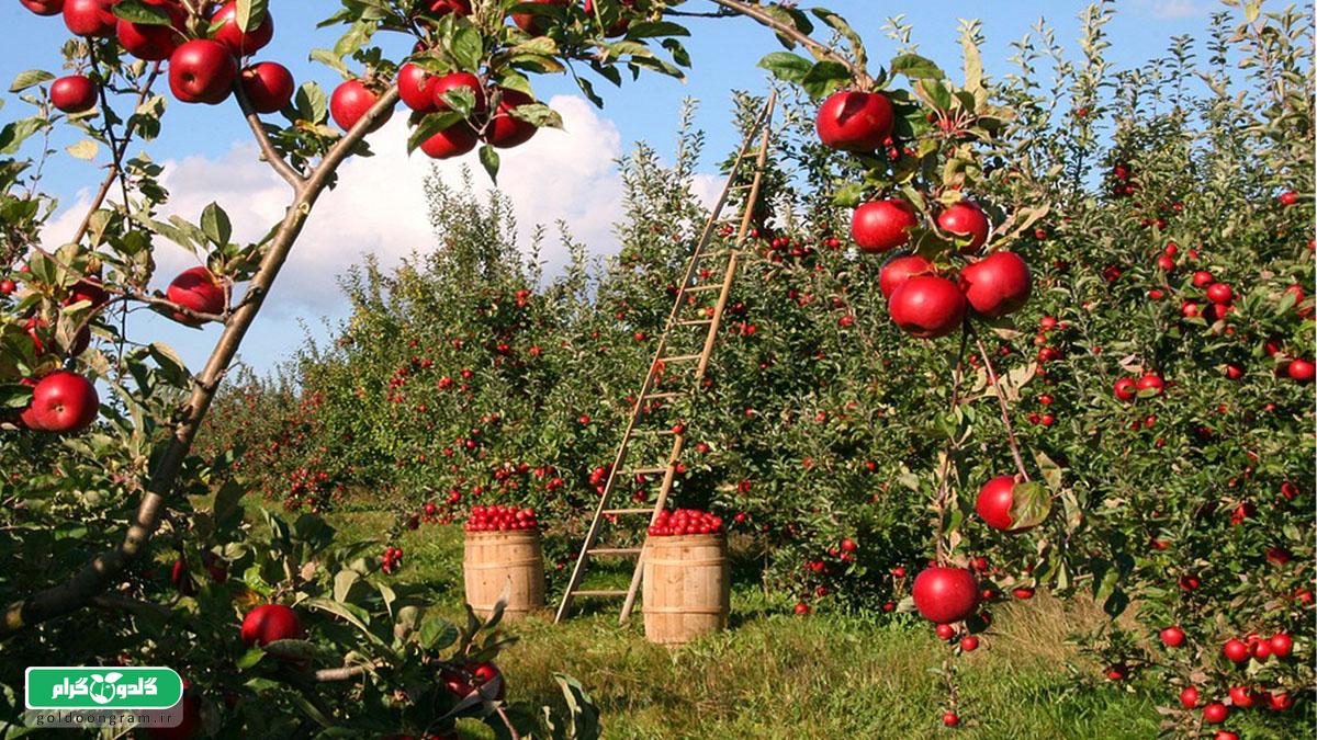 ۷ نکته طلایی درباره فاصله کاشت درختان سیب | راهنمای جامع باردهی و سلامت باغ
