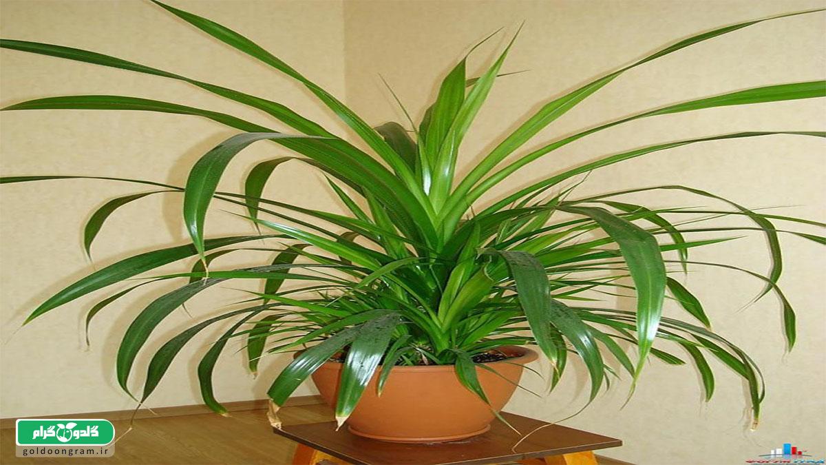 ۱۰ نکته طلایی نگهداری پاندانوس (Pandanus)
