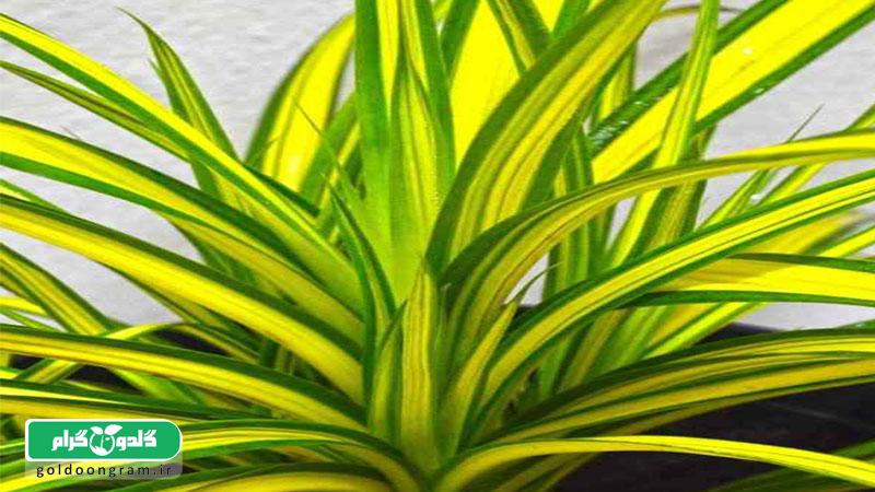 معرفی گیاهان مقاوم آپارتمانی