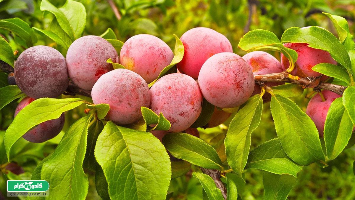 ۱۰ نکته طلایی فاصله کاشت درختان هسته‌دار | راهنمای علمی و عملی باغداران