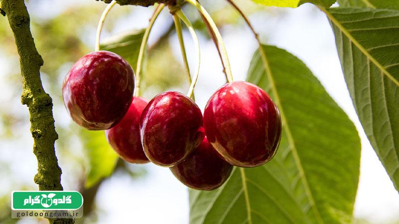 فاصله کاشت درختان هسته‌دار در باغ میوه